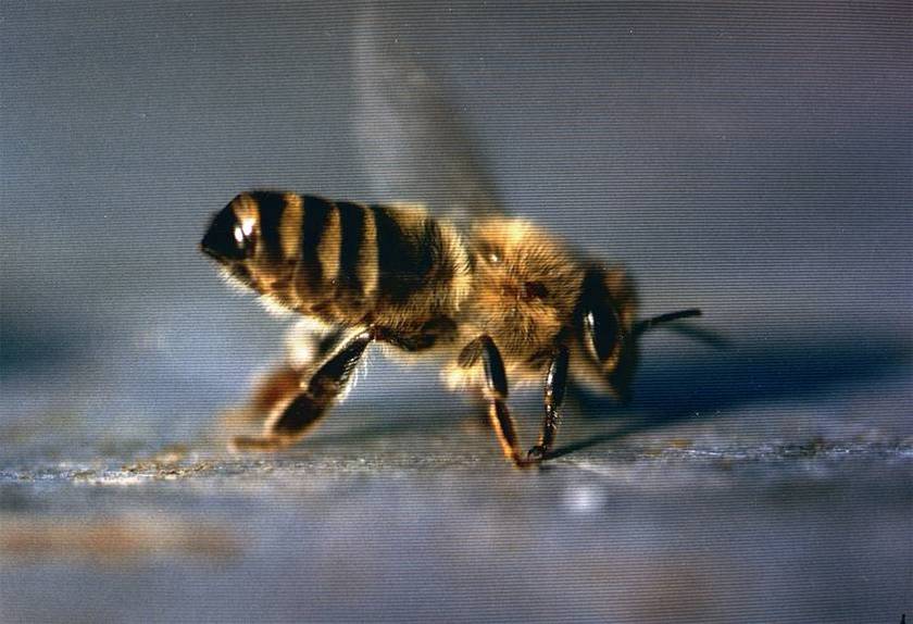 Pannonic bee