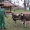 Piri and Bori, Carpathian Brown Cattles, were born in 2012 