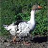 Hungarian Frizzle Feathered Goose