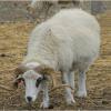 Transylvanian Racka Sheep 