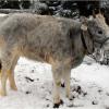 Katka, Hungarian Grey Cattle, was born in 2012