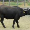 Negro, Hungarian Water Buffalo, was born in 2011